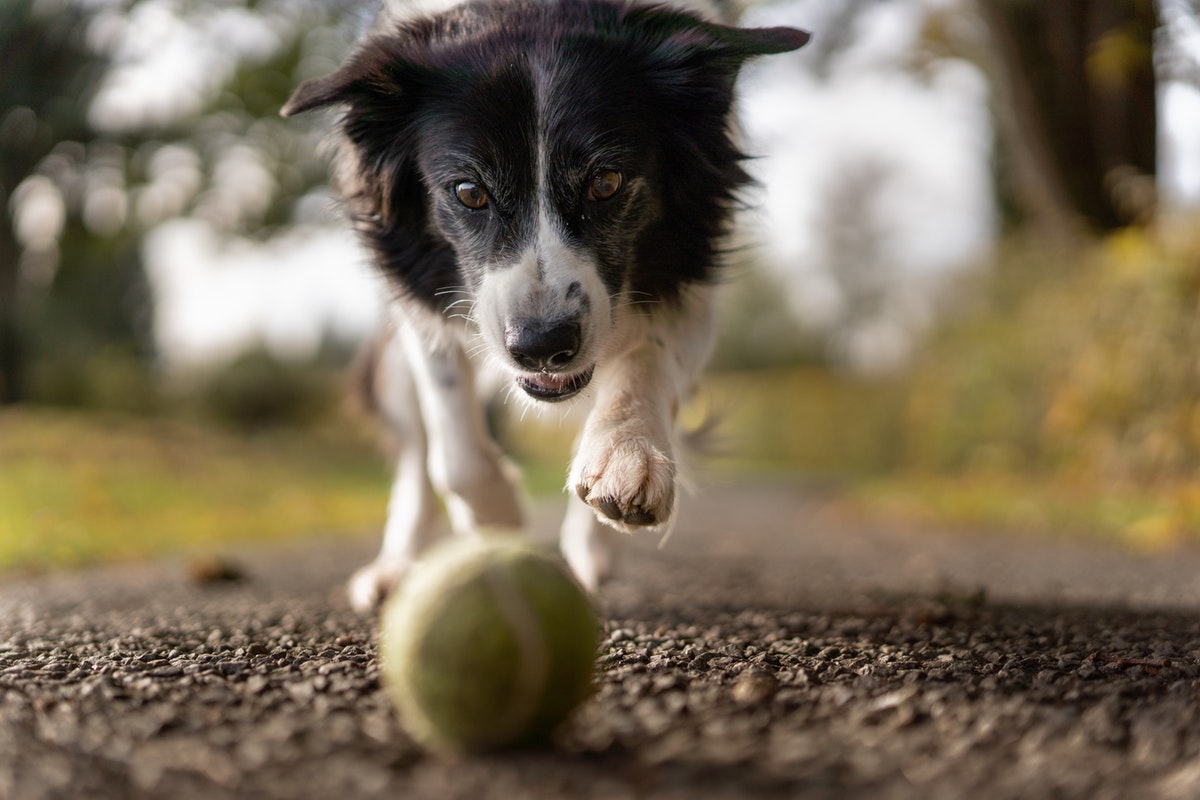 Dog chasing ball