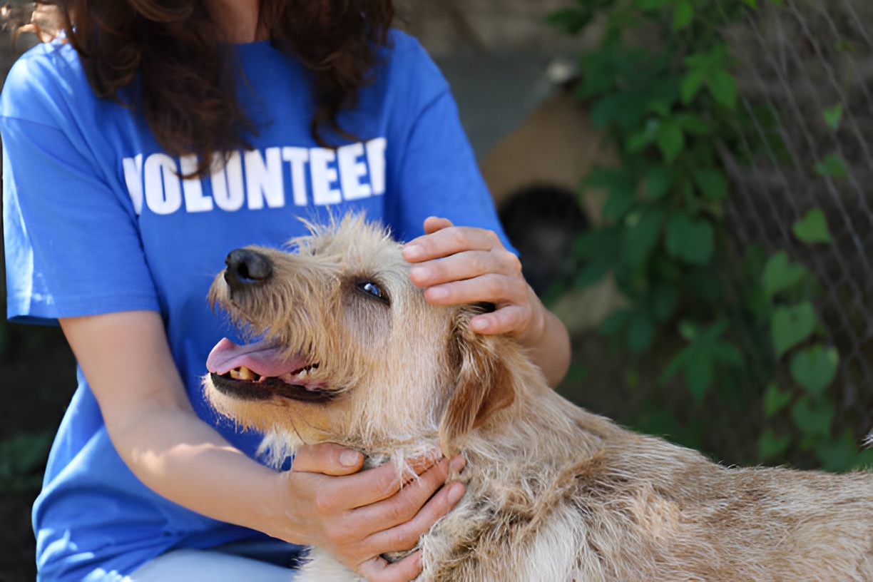 volunteer tapping a dog's head